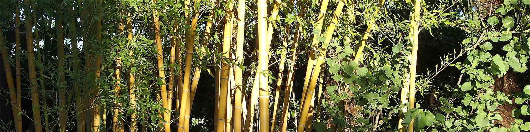Eutonie-bambous